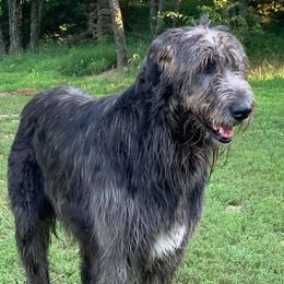 Irish Wolfhounds from Bellemere Irish Wolfhounds