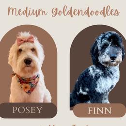 Goldendoodle puppies from Asbury & Co Farms