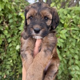 Bailey - Wheaten female Whoodle puppy in Gilbert, Arizona from Gilbert Bernedoodles & Whoodles