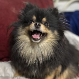 Malu - Pomeranian