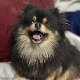 Malu - Pomeranian
