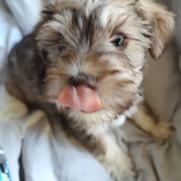 Miniature Schnauzer Puppies from JVH Mini Schnauzers