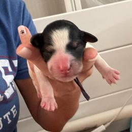 Ethel - Black and white female Bernedoodle puppy in Sparrows Point, Maryland from Rosie’s Puppies