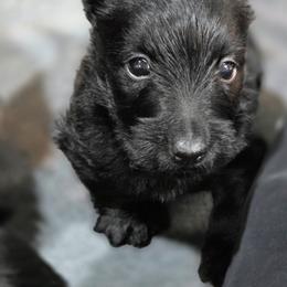 Girl 1 - Black female Scottish Terrier puppy in Seymour, Missouri from Fairview's Precious Pups
