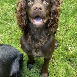 Levi - English Cocker Spaniel