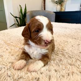 Girl 2 - Red  female Goldendoodle puppy in Glendale, Arizona from Follow Your Bliss Doodles