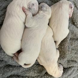 Dalmatian Puppies from Blue Moon Dalmatians