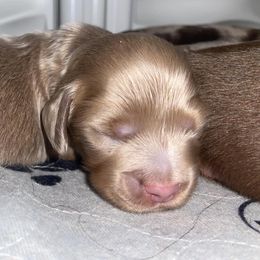 Dachshund Puppies from ESK’s River Valley Mini Doxies