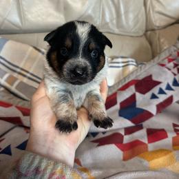 Woodrow - Blue male Australian Cattle Dog puppy in Cottage Grove, Oregon from Heirloom Ranch