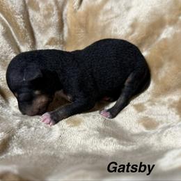 Boy 2 - male American Hairless Terrier puppy in Buckingham, Illinois from Gaus Hof