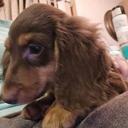 Sienna's smaller chocolate and tan longhair boy - Chocolate and tan male Dachshund puppy in Lyle, Washington from Wines Wienery