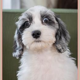Bevo - Merle female Cockapoo puppy in Connersville, Indiana from Deaz Doodle Ranch