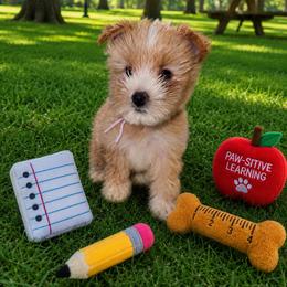 Ivory - Tan and white female Yorkshire Terrier puppy in Flowood, Mississippi from Prissy PawPals