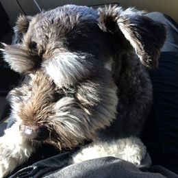 Miniature Schnauzers from Eyecandy Schnauzers