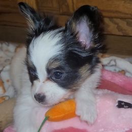 Girl 1 - Black red and white female Papillon puppy in Florida from Tammy's Papillon Playpen