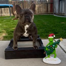 Dior - French Bulldog