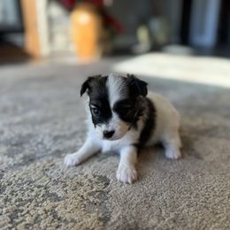 Girl 1 - White and sable female Papillon puppy in Shirley, Arkansas from Lucky Pups