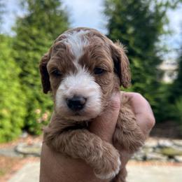Perdy - Red and white female Cockapoo puppy in Strasburg, Pennsylvania from Dana's Domain Cockapoos
