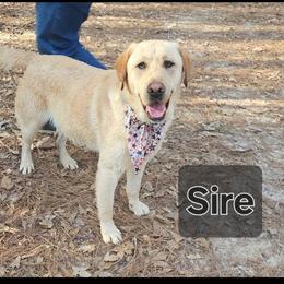 Labrador Retriever puppies from Keller's Retrievers