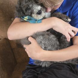 Bernedoodle and Goldendoodle Puppies from Ivey's Poodles & Doodles