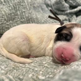 Grey - White and badger male Great Pyrenees puppy in Bloomington, Illinois from Odyssey Great Pyrenees