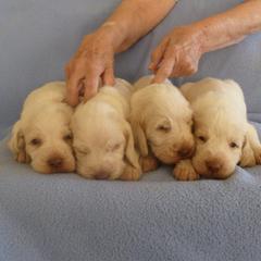 Spinoni Italiani from Amico Peloso Spinoni