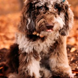 Australian Labradoodle, Cavapoo, and Cockapoo Puppies from Faith, Hope, and Doodles