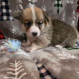 No Collar Male - Red male Pembroke Welsh Corgi puppy in Tenino, Washington from LoneStar Corgis NW