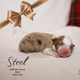 Steel - RMM - Red merle male Miniature Australian Shepherd puppy in Nacogdoches, Texas from TK Standard, Mini, & Toy Aussies