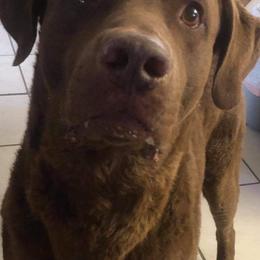 Chesapeake Bay Retrievers from Birdsview Chesapeake Kennel
