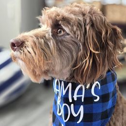 Maverick - Aussiedoodle