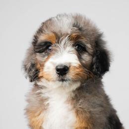 Alta - Merle female Bernedoodle puppy in Glendale, Arizona from Arizona Bernedoodles