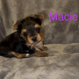 Macie - Black & tan tri-color female Morkie puppy in Seneca, Missouri from M.Y. Morkies and Yorkies