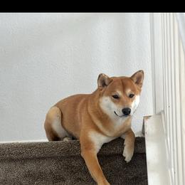 Foxy - Shiba Inu