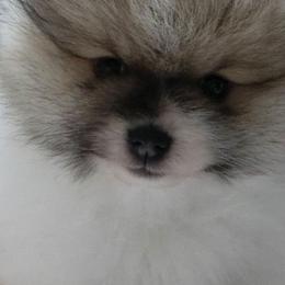 AKC Garrison Fawn Sable Parti - Cream sable parti male Pomeranian puppy in Gloversville, New York from ADKPOM Adirondack Pomeranians