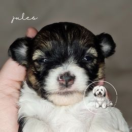 Jules - Tri-color female Coton de Tulear puppy in Iowa from Jac Be Nimble Cotons