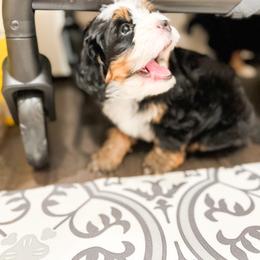 Bernedoodle, Goldendoodle, and Poodle Puppies from Teddy Doodles & Standard Poodles