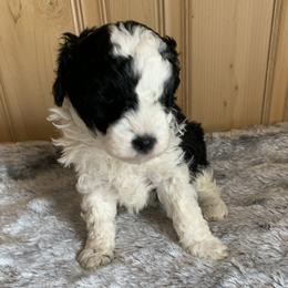 Cookie - Parti male Poodle puppy in Haddam, Kansas from Golden B Acres