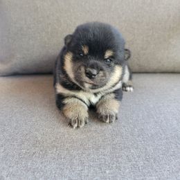 Yoru - Black and tan female Shiba Inu puppy in Sacramento, California from Shiba Inu of Matrix