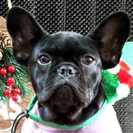 Leo - Brindle and white French Bulldog puppy in Lawrenceville, Georgia from Frenchie Nation LLC