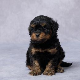 Sam - Black and tan male Cavapoo puppy in Apple Creek, Ohio from Grandeur Valley Puppies