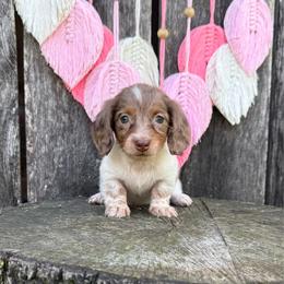 Broad Bill - Boy 2 - Dapple male Dachshund puppy in Corbin, Kentucky from Steele Half Acre Homestead