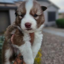 Dabi - Red and white male Siberian Husky puppy in Buckeye, Arizona from Anime Huskies