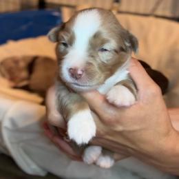 Rosé - Red merle female Miniature Australian Shepherd puppy in Massapequa, New York from All That Auss Mini Aussies