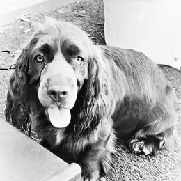EttaJ - Sussex Spaniel