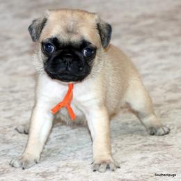 Cora - Fawn female Pug puppy in Winnsboro, Texas from Southern pugs
