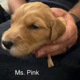 Ms. Pink - Red  female Goldendoodle puppy in Powder Springs, Georgia from Ski Family Doodles