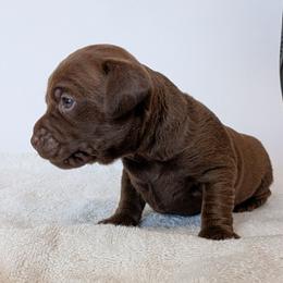 Screaming Mimi - female Patterdale Terrier puppy in Yucaipa, California from Moormont Kennels