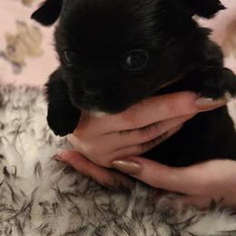 Girl 2 - female Chihuahua puppy in Chesapeake, Virginia from Elsbeth's Chihuahuas