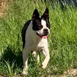 Kiara - Boston Terrier